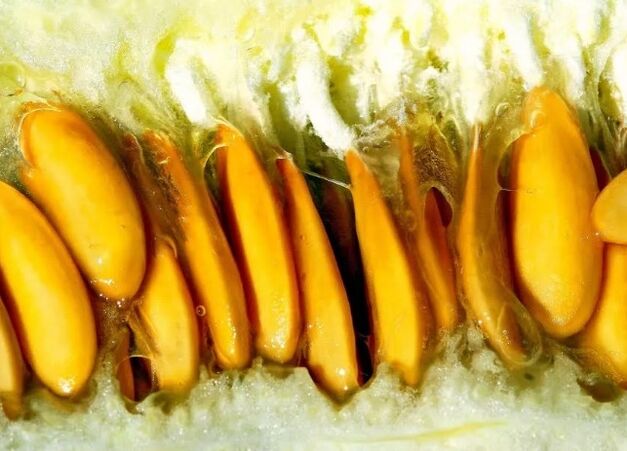 Nasiona melona