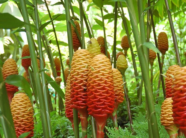 Tak wygląda Ginger w naturalnych warunkach